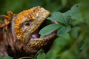 Fototapeta premium land iguana eating, Galapagos Islands, Ecuador 