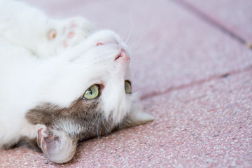 Cute green eyed cat looking up