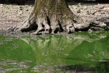 Baumwurzel und grünes Wasser