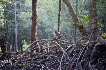 Mangrove forests swamp with river in Malaysia