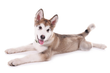 Cute Malamute puppy lying isolated on white