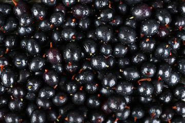 Heap of wild black currant close up