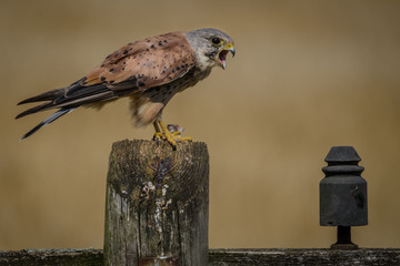 Hunting Male Kestrel