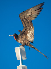 Frigate bird showing its wing, Galapagos Islands, Ecuador