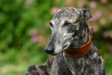 Galgo Espanol