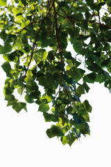 Fototapeta na wymiar Deutschland, Ansicht der Schwarzpappel Baum, close up