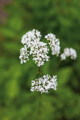 Deutschland, Ansicht der Blüten von Baldrian, close up
