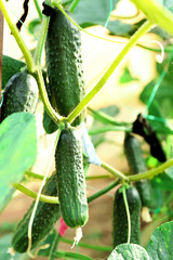 Green cucumbers hang on a green branch.