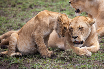 Naklejka na ściany i meble Lioness and cub rubbing heads, Serengeti, Tanzania, Africa 
