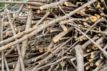 Leucaena Taramba,timber Biomass Energy