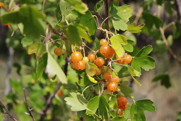 Yellow currants on bush 18496