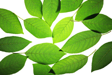 Heap of green leaves close up