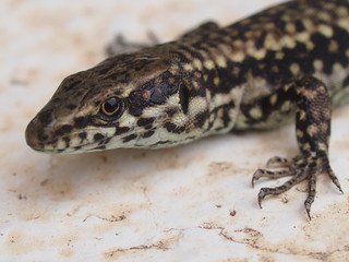 Podarcis muralis, the common wall lizard, take a sunbath on marble background.