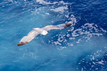 Seagull on blue background at the ocean