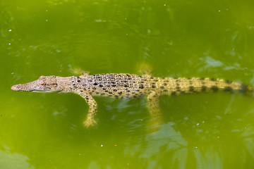 Crocodile