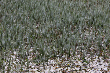 Teich mit Tannenwedel