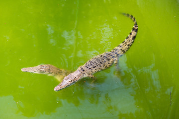 Crocodile