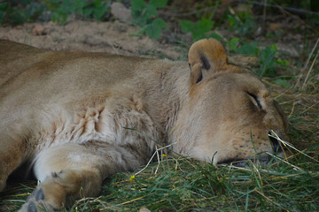 lion