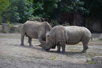 Fototapeta premium rhino