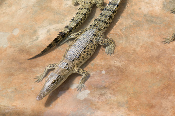 Crocodile