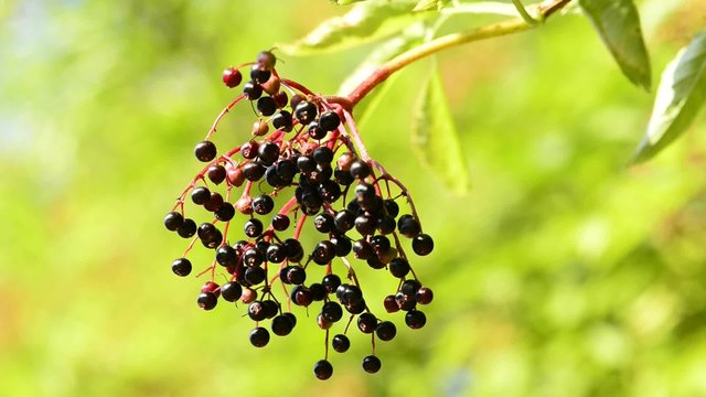 Holunder, Sambucus niger, reife Beeren
