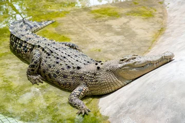 Crédence de cuisine en verre imprimé Crocodile Crocodile