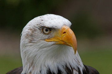 Weisskopfseeadler