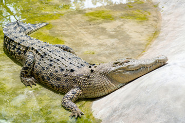 Crocodile