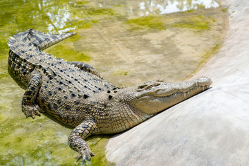 Crocodile
