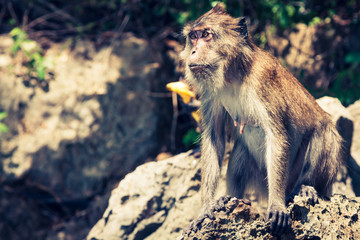 monkey from Monkey Beach in Thailand