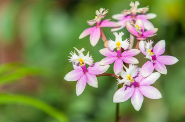 orchidée épidendrum 