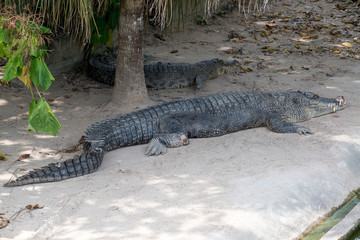 Crocodile