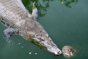 Crocodile