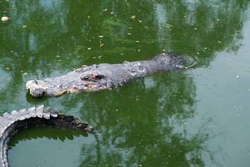 Crocodile