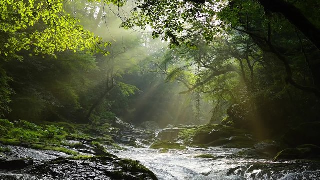 熊本の菊池渓谷　光芒動画