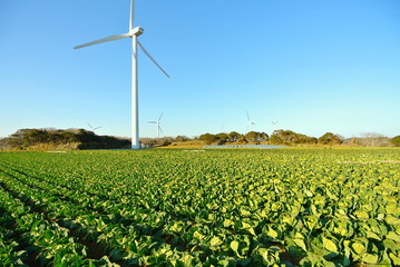 キャベツ畑と風量発電の風車　その２