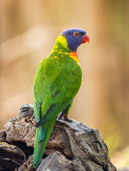 Portrait of  rainbow lorikeet
