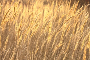 Fototapeta premium abstract photo of golden sedge for natural background