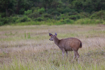 タイ・カオヤイ国立公園の鹿