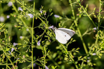 Farfalla che succhia il nettare da un fiorellino lilla
