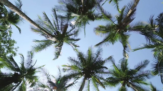 Palmen an einem Strand in Costa Rica von unten gefilmt