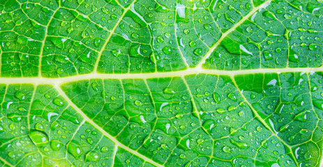 macro water drops on green leaf