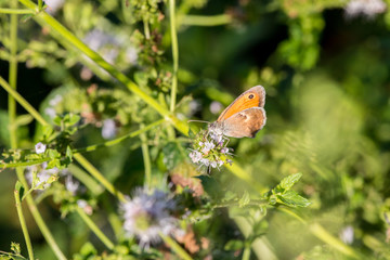 Farfalla con ali colorate che succhia il nettare da un fiore