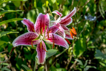 Fototapeta premium Les Lys