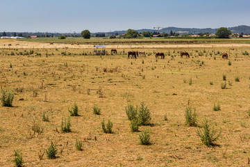 Fototapeta na wymiar Chevaux dans un champs jaunis par la sècheresse
