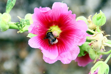 bourdon butinant dans une fleur rose d'hibiscus