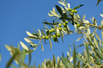 Olive trees garden, mediterranean olive field ready for harvest.
