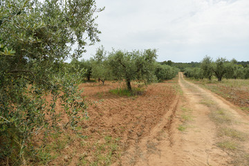 Fototapeta na wymiar Olive trees. Plantation