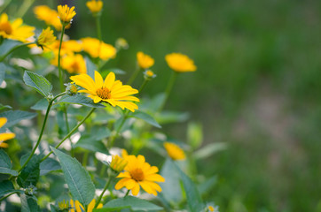 Bright yellow wildflower daisies blooming in a lush meadow, Heliopsis helianthoides, summer nature