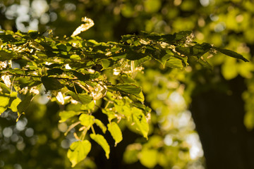 linden blossoms branch with sunlit